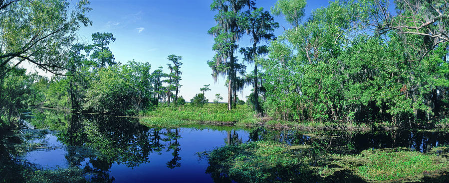 Swamp In Forest, Jean Lafitte National Photograph by Panoramic Images