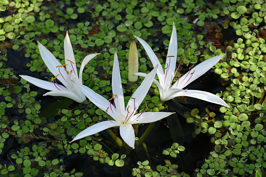 Swamp Lilies in Florida Photograph by Margaret Zabor