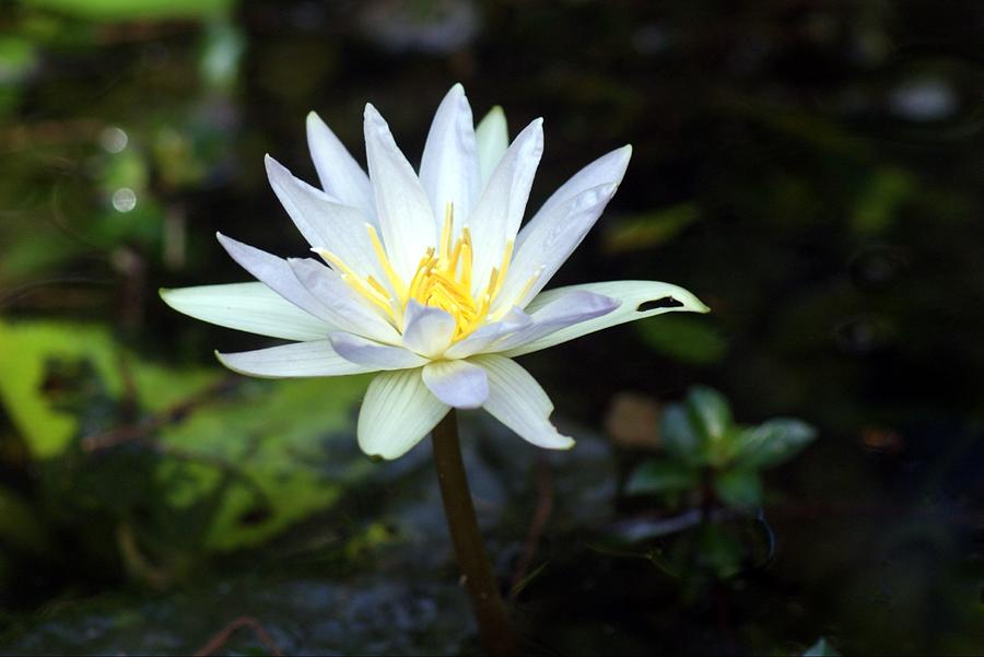 Swamp Lily Photograph by Lindsey Floyd