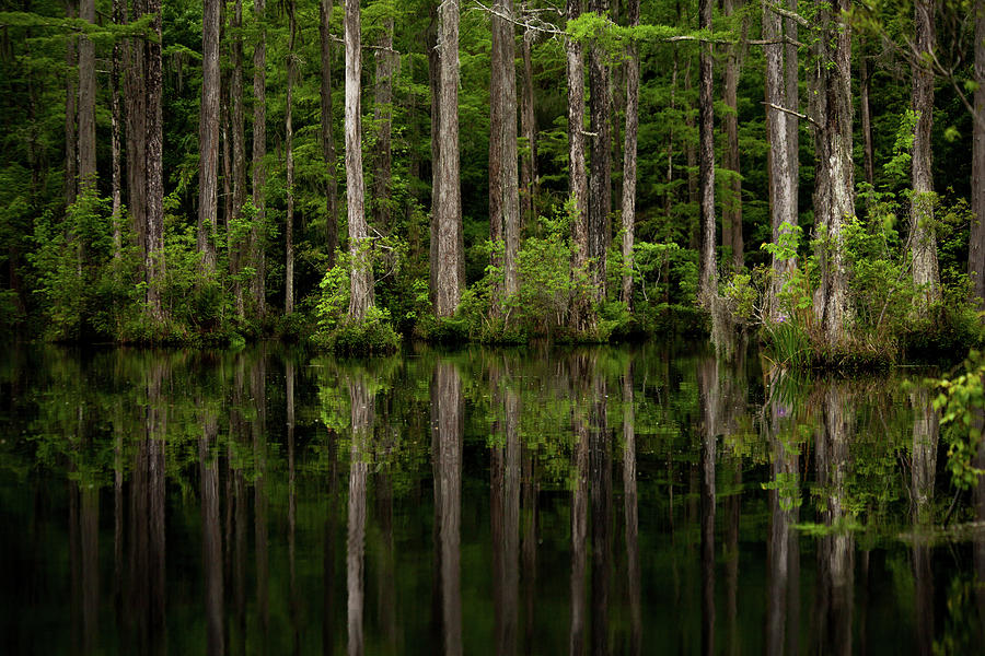 Swamp Lines Photograph by Karol Livote