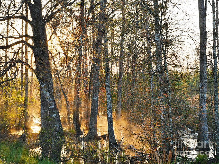 Swamp Morning Photograph