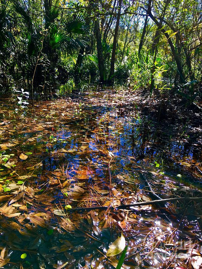 Swamp One Photograph