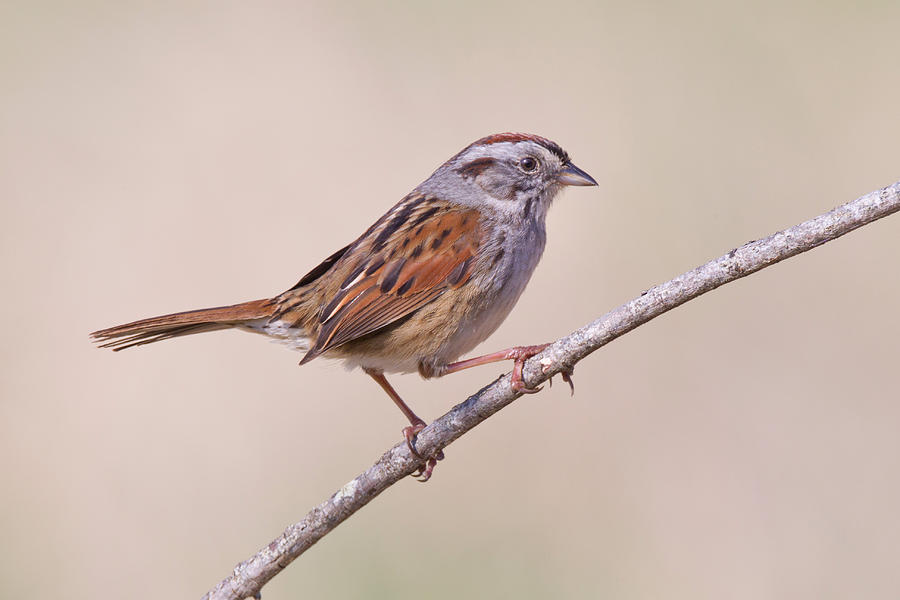 Swamp Sparrow Photograph by James Zipp