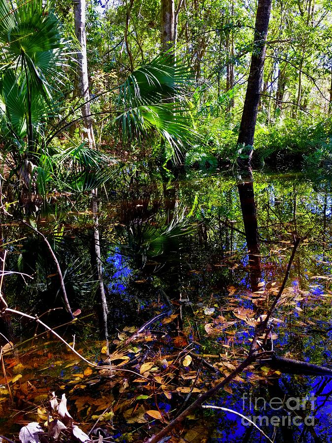 Swamp Twp Photograph