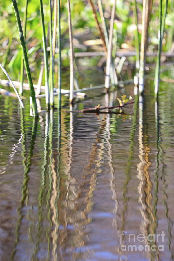 Swamp Water Abstract with Reeds Reflection Photograph by Carol Groenen