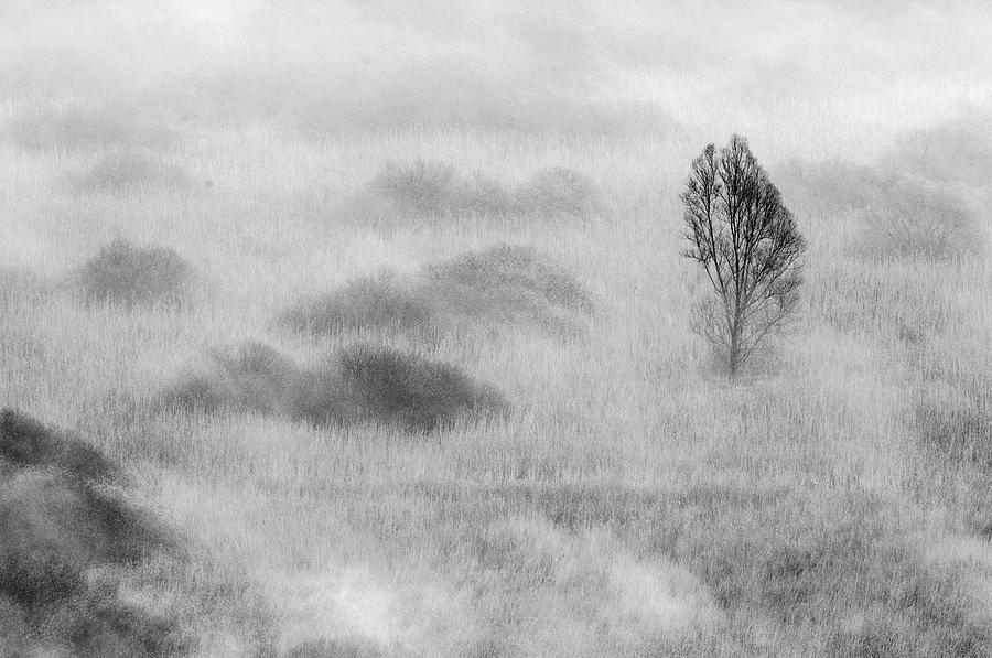 Black And White Photograph - Swamps Tree by Valentino Alessandro
