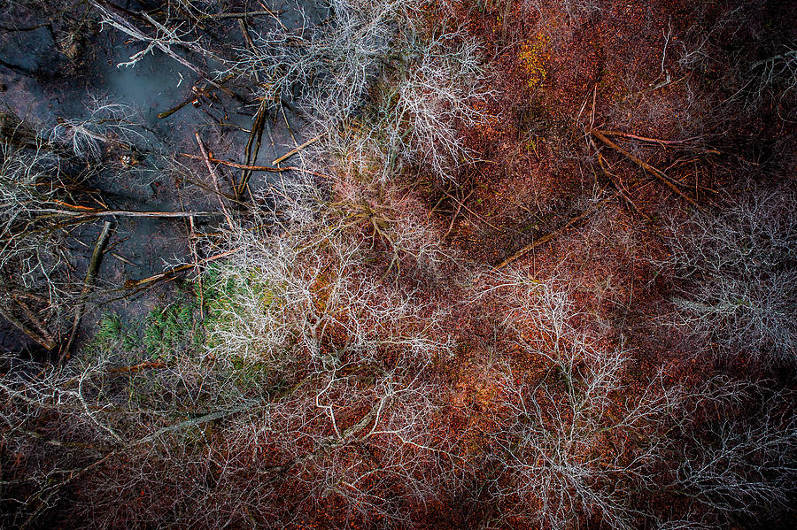 Swampy Trees by Nick Smith Swampy Trees by Nick Smith