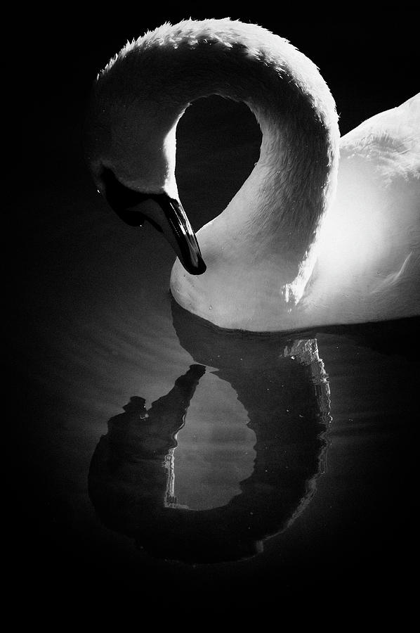 Swan Admiring Itself Reflecting In Lake Photograph by K.arran - Photomuso