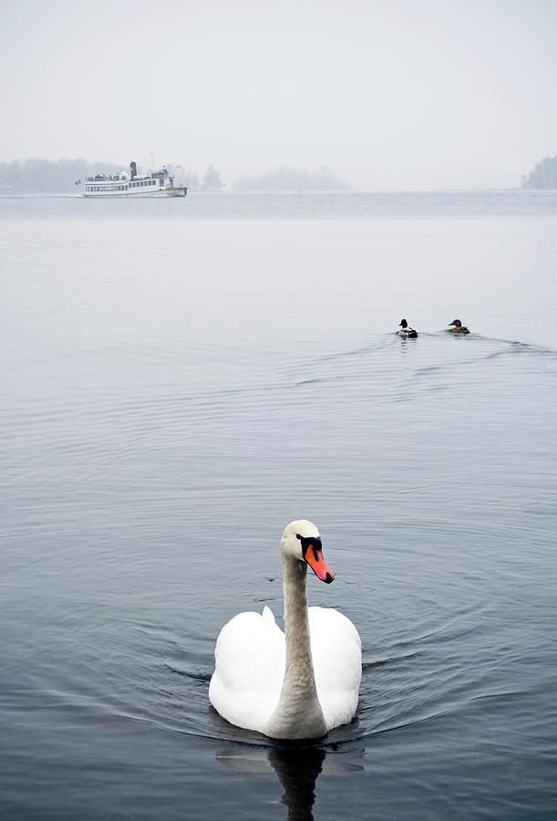 Swan And Boat In Stockholm Archipelago Photograph by Maria Kallin