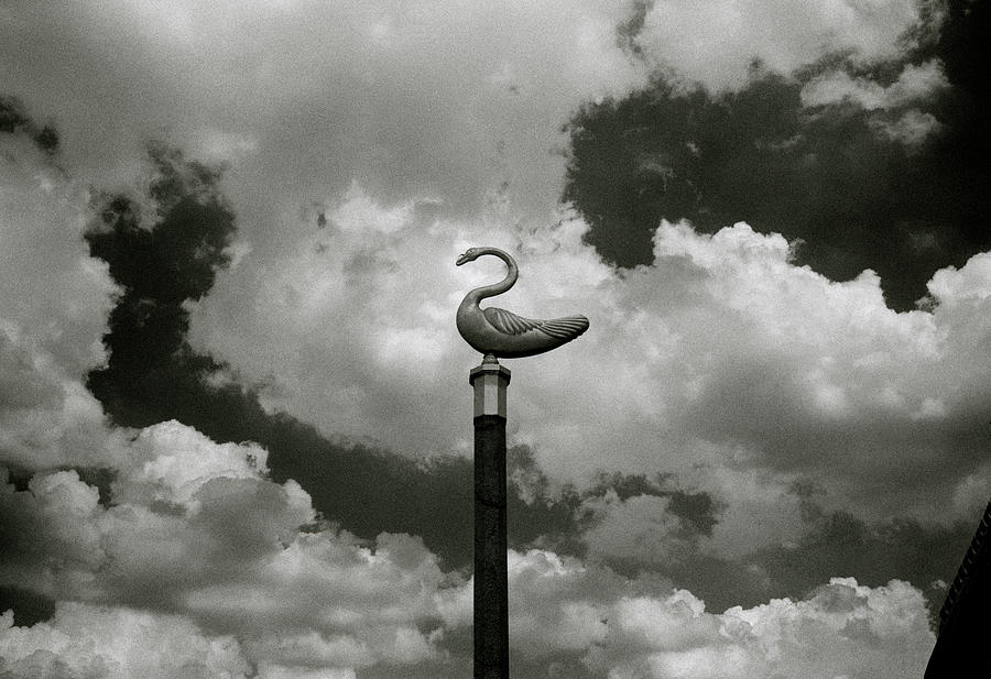 Swan And Clouds In Bangkok Photograph by Shaun Higson