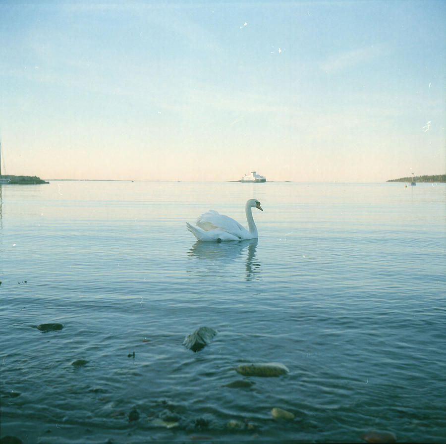 Swan And Ferry Photograph by Eivind Oskarson