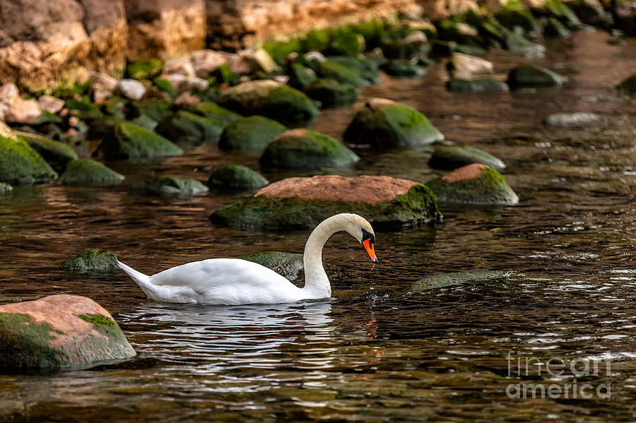 Swan and Moss Photograph by Alma Danison