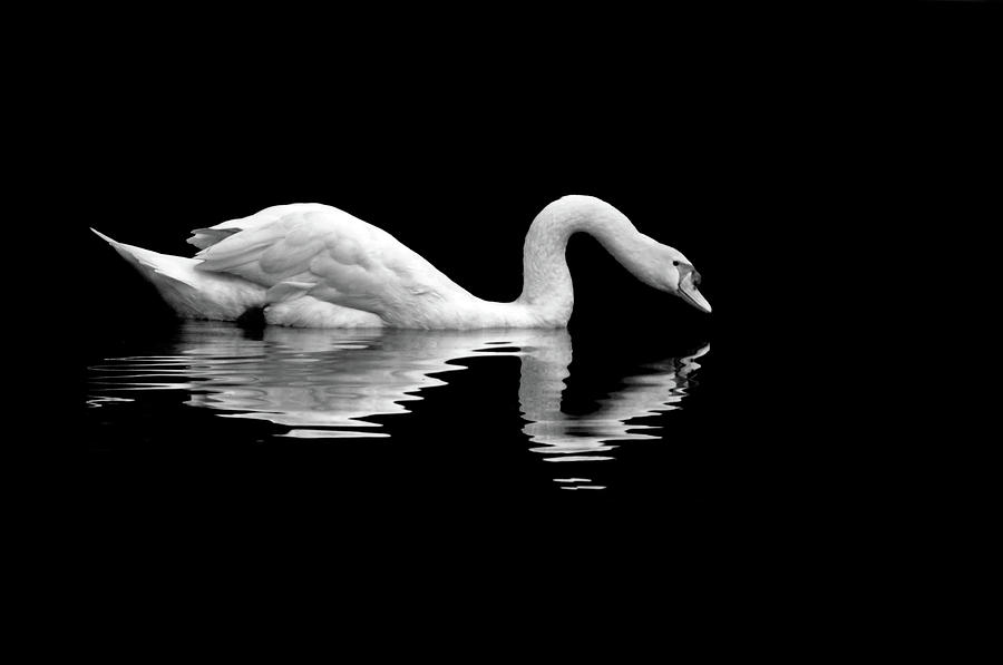 Swan And Reflection Photograph by Cavemanboon