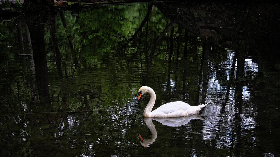 Swan and Reflections Photograph by George Taylor