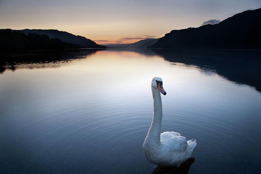 Swan Photograph by Billy Currie Photography