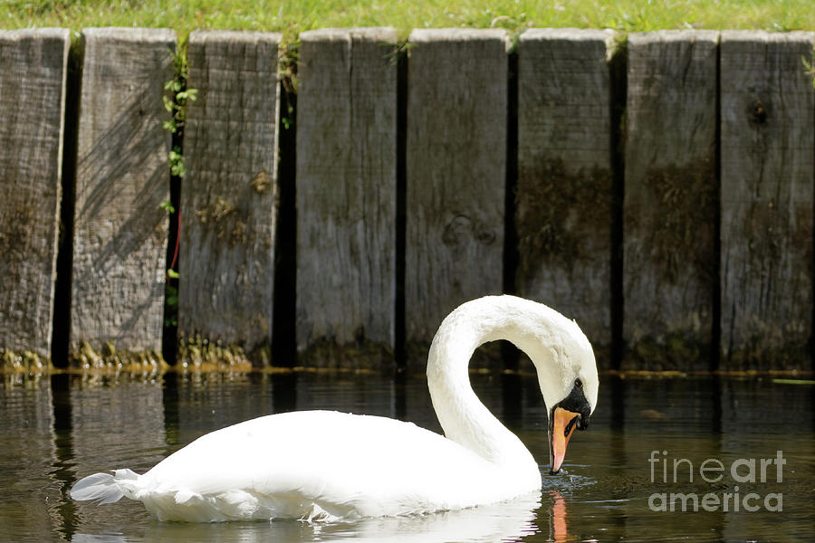 Swan board Photograph by Natural Focal Point Photography