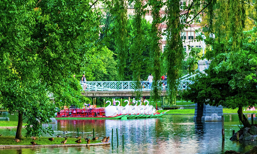 Swan Boats among Moss Trees by Christina Maiorano Swan Boats among Moss Trees by Christina Maiorano