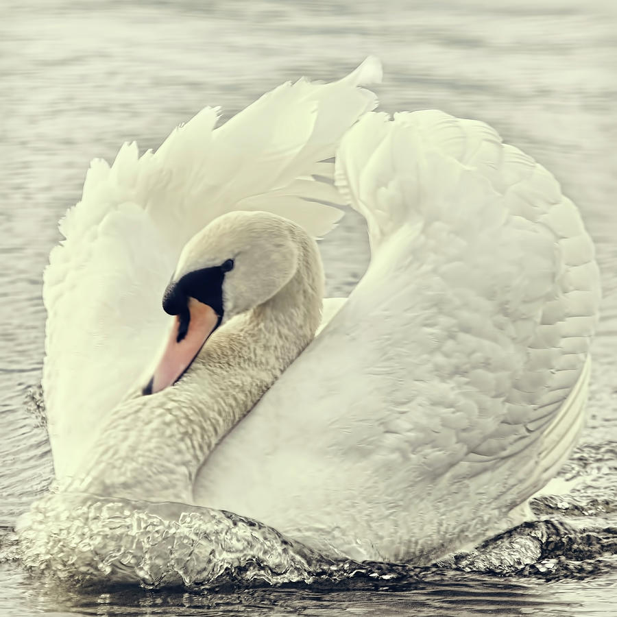 Swan Causing Bow Wave Photograph by Blackcatphotos