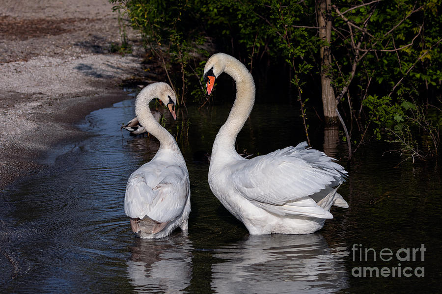 Swan Courtship Dance Photograph by Alma Danison