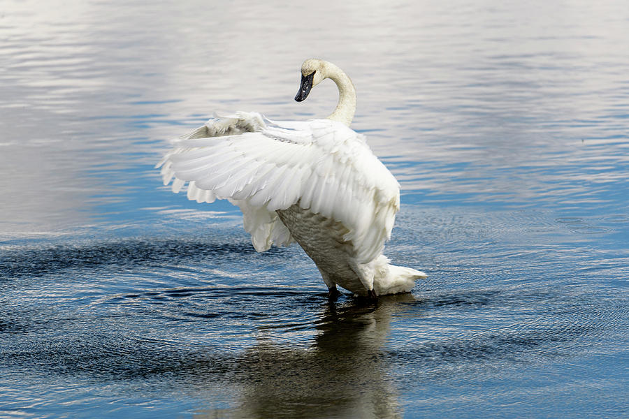 Swan Dancing In Yellowstone Photograph