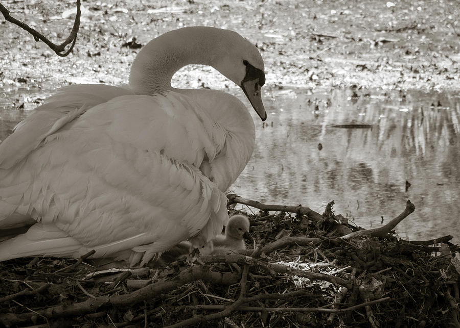 Swan Family #7 Photograph