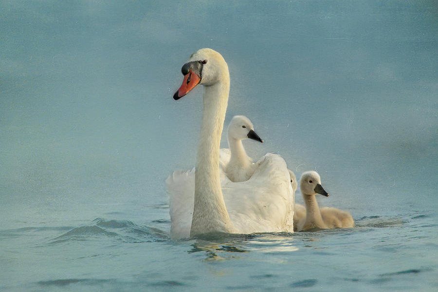 Swan Family Photograph by Betty Wiley