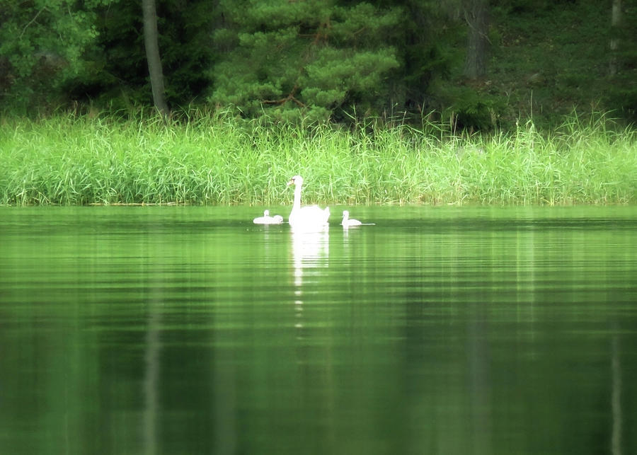 Swan Family In A Peaceful Sea Bay by Johanna Hurmerinta Swan Family In A Peaceful Sea Bay by Johanna Hurmerinta
