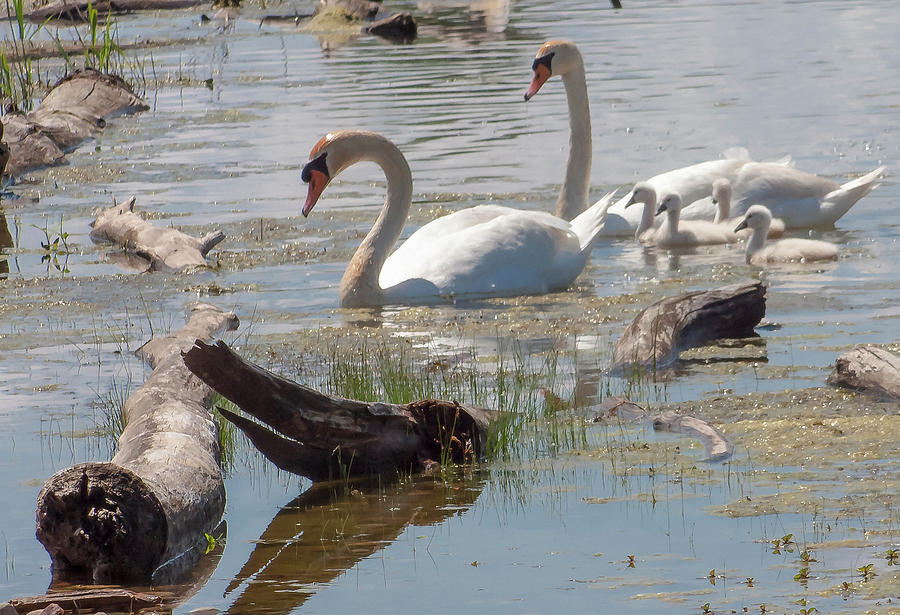 Swan Family Outting  Photograph by Robert Bolla