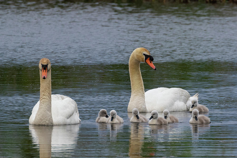 Swan family portrait #1 Photograph by Dan Ferrin - Pixels