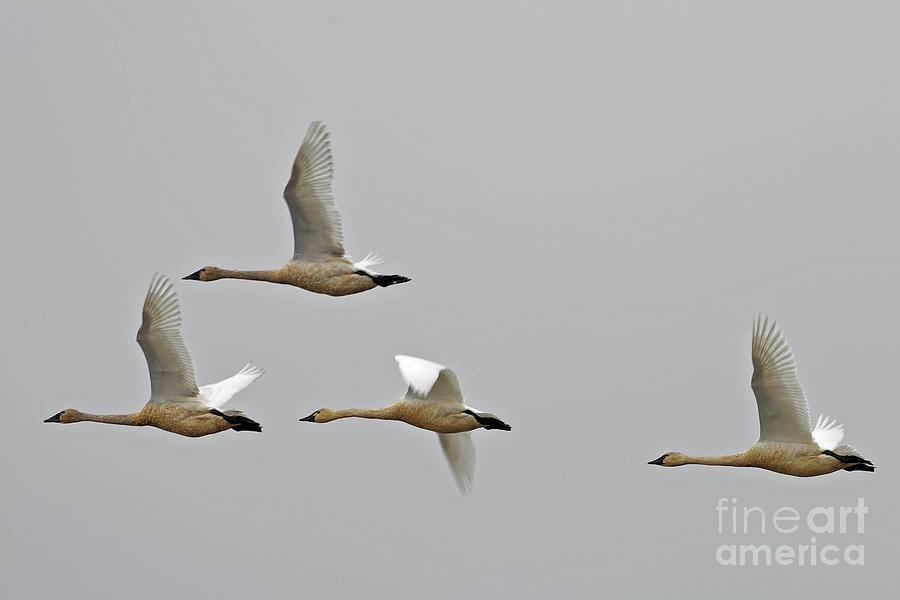 Swan Flight Photograph by Natural Focal Point Photography
