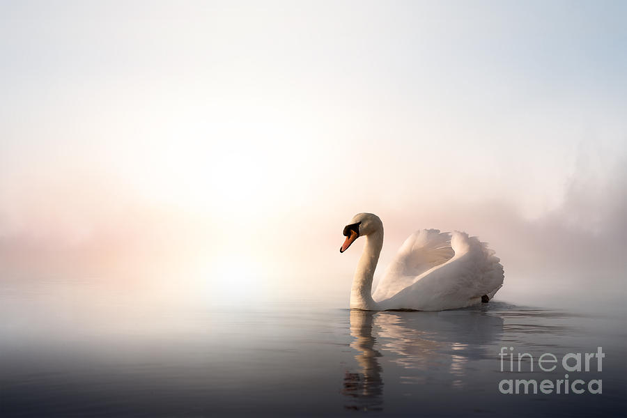 Love Photograph - Swan Floating On The Water At Sunrise by Konstanttin Love Photograph - Swan Floating On The Water At Sunrise by Konstanttin