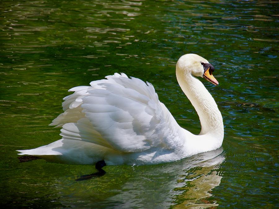 Swan Photograph - Swan floating on the waterin Vorontsovsky park in Crimea by Tamara Sushko