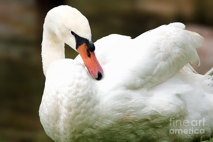 Swan Photograph