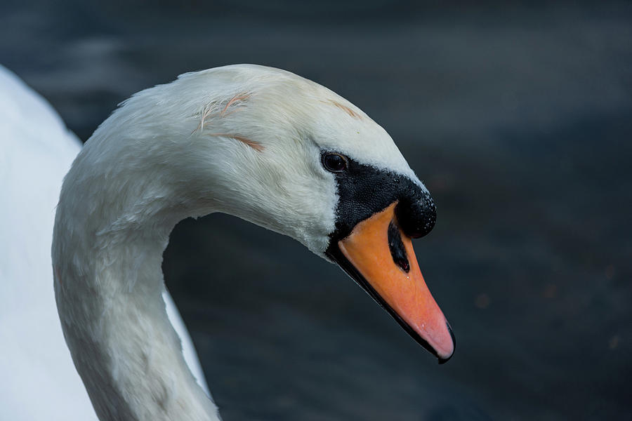 Swan head close up on blue background Photograph by Scott Lyons