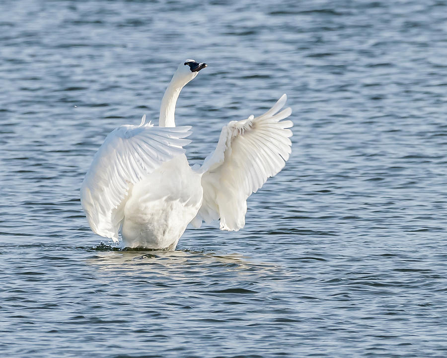 Swan I Photograph by Cindy Sigmon - Fine Art America