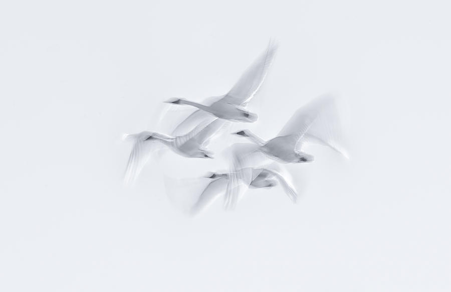Abstract Photograph - Swan In Action by Larry Deng