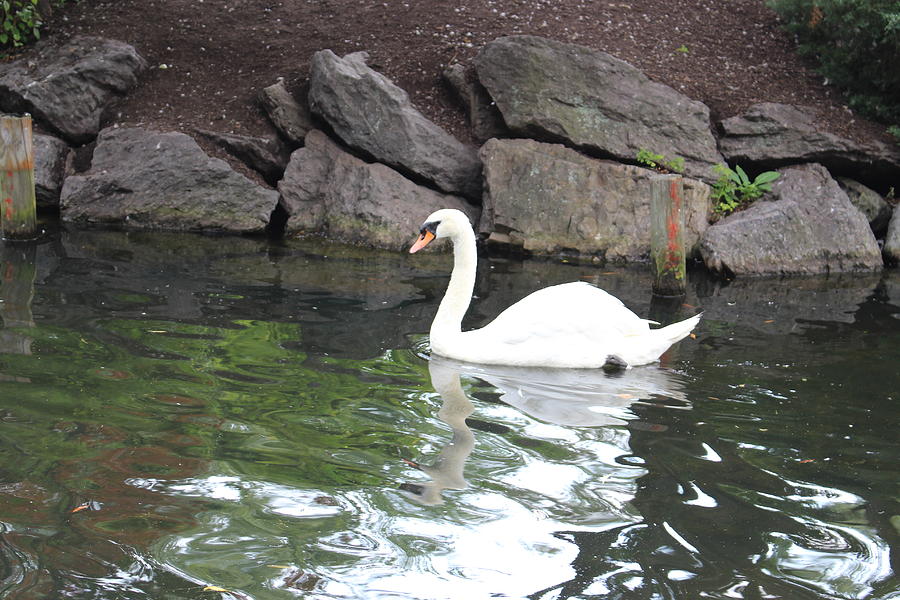 Swan in Boston Public Garden Photograph by Laura Smith