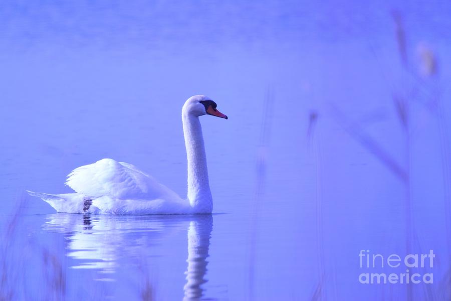 Swan In Calming Waters Photograph