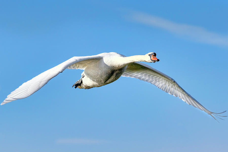 Swan In Flight Photograph by Nadia Sanowar