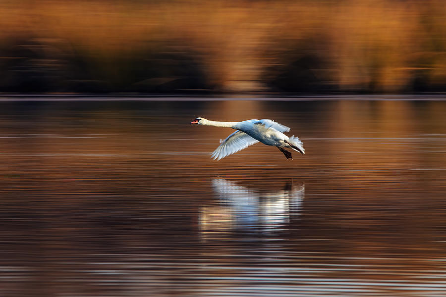 Swan In Flight Photograph by Wei Liu