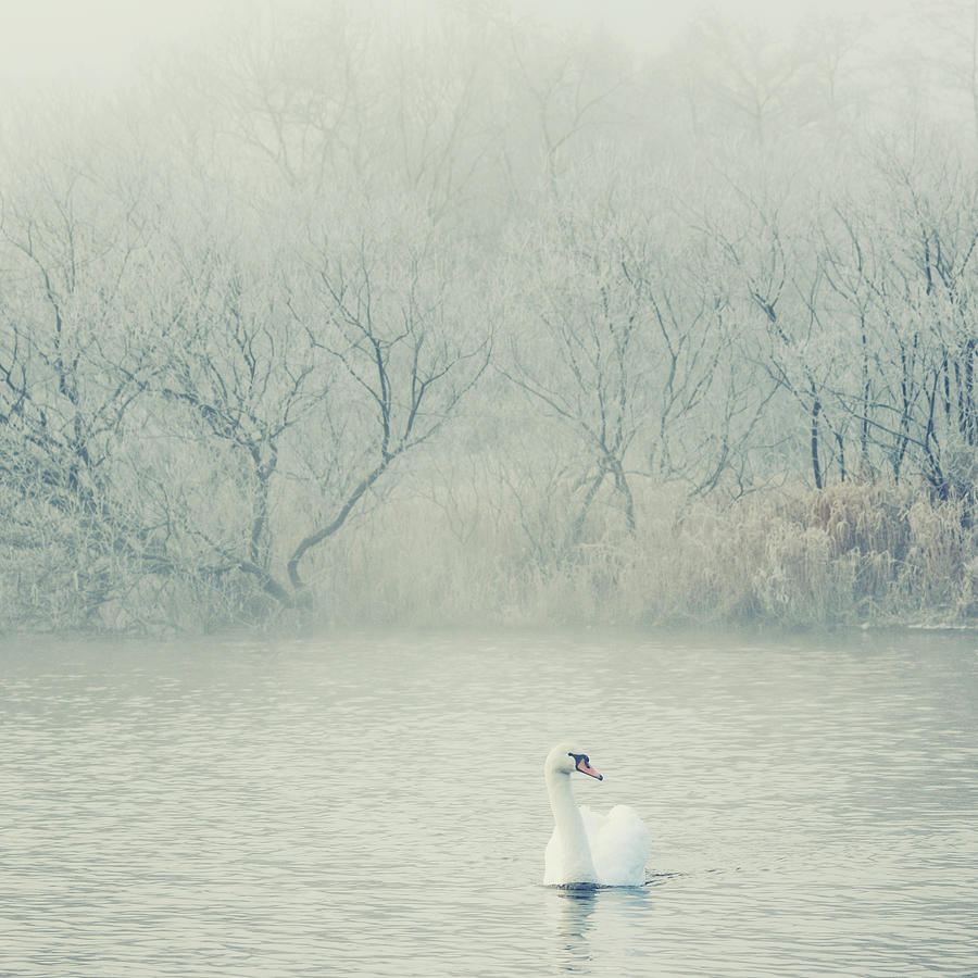 Swan In Fog Photograph by Samantha Nicol Art Photography