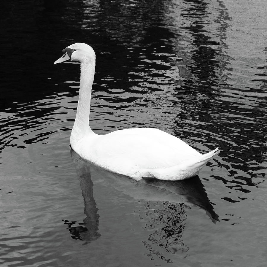 Swan Photograph - Swan in Lake by Alina Avanesian