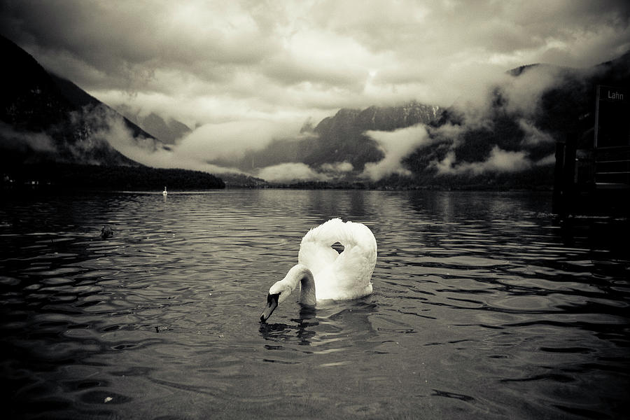Swan In Lake Photograph by Oscar Wong