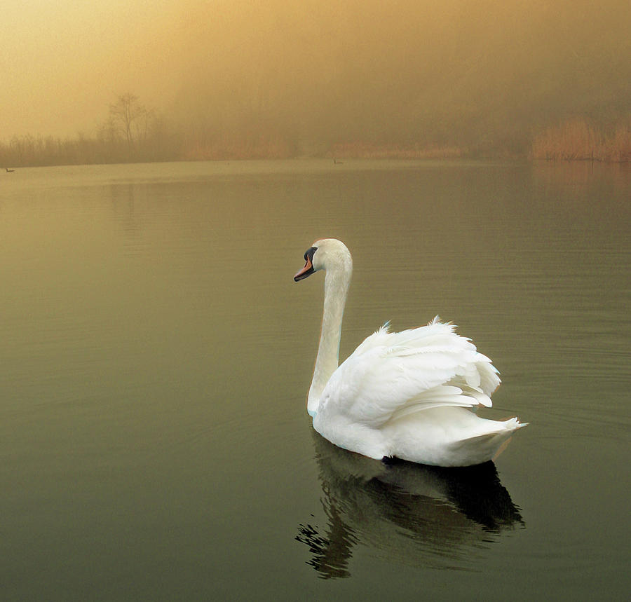 Swan In Pond Photograph by Maureen Vollum
