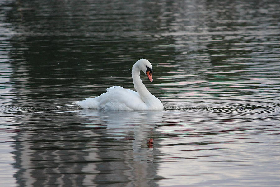 Swan in The Serpentine Photograph by Laura Smith