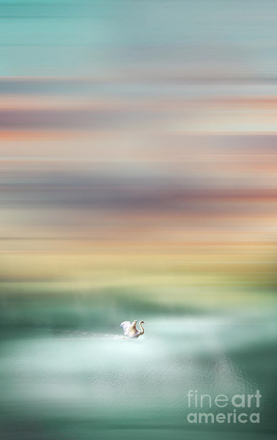 Swan Photograph - Swan by Jacky Gerritsen