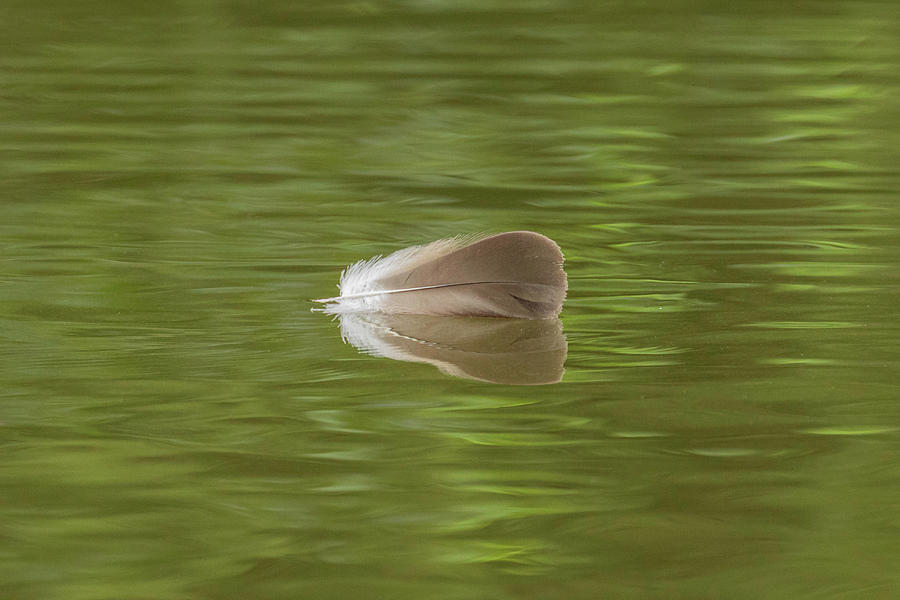 Swan Lake 2019-08 04 Photograph by Jim Dollar