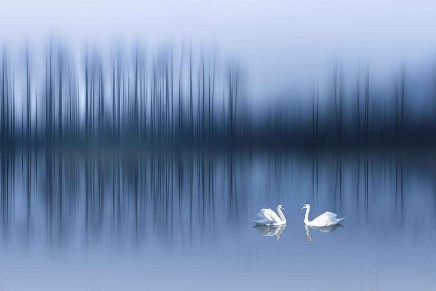 Swan Photograph - Swan Lake by Chergu