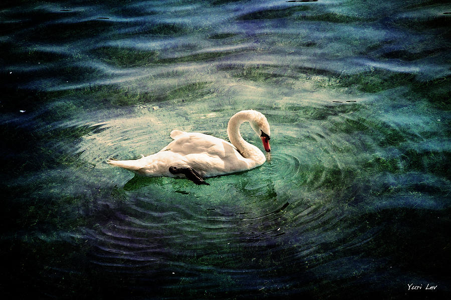 Swan Mixed Media - Swan, Lake Constance Germany by Yuri Lev