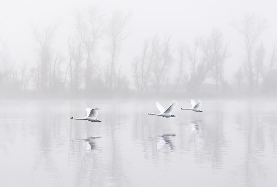 Swan Lake In Fog Photograph by Dianne Mao